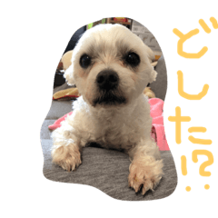 [LINEスタンプ] ぴーちゃ