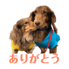 [LINEスタンプ] ノアちゃんキラくん