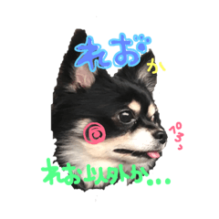 [LINEスタンプ] トン犬れおぷん（ギガチワワ）