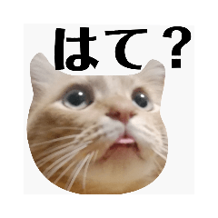 [LINEスタンプ] うちのとらちゃむ