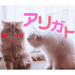 [LINEスタンプ] ありさんの家の猫たち