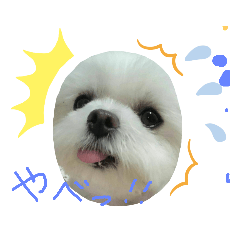 [LINEスタンプ] マルチーズくう