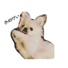 [LINEスタンプ] ペキニーズのこもち