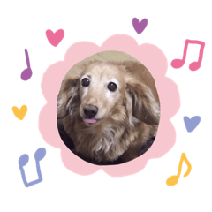 [LINEスタンプ] 愛犬ひめちゃんスタンプ