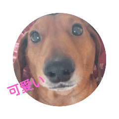 [LINEスタンプ] ダックス白くん龍ちゃん