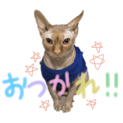 [LINEスタンプ] ビルスのスタンプⅲ