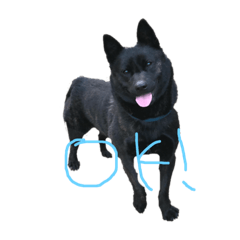 [LINEスタンプ] 愛犬ゴンのスタンプ