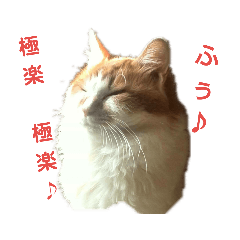 [LINEスタンプ] おじいさんねこ