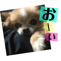 [LINEスタンプ] クリームとひめとすてっぷ