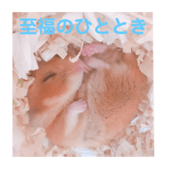 [LINEスタンプ] まめさん日和