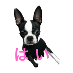 [LINEスタンプ] めめのダルダルスタンプ