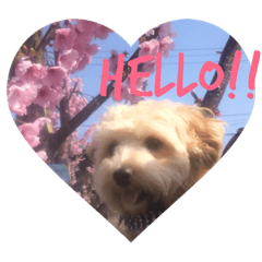 [LINEスタンプ] 犬のマル。