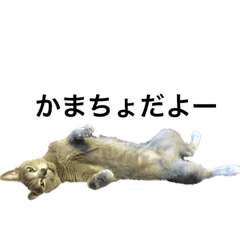 [LINEスタンプ] 猫好きさんのスタンプ       ネコ猫ねこ