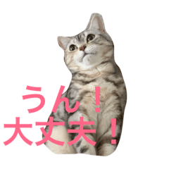 [LINEスタンプ] 可愛くて楽しい4匹の猫 7