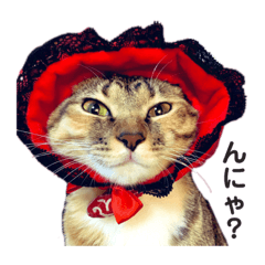 [LINEスタンプ] うちの猫姫さまず@ときどき犬