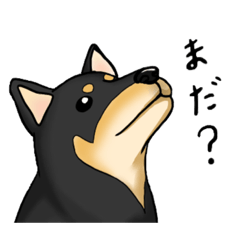 [LINEスタンプ] 亀と黒柴