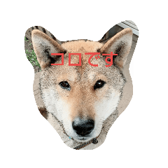 [LINEスタンプ] 四国犬「コロ」