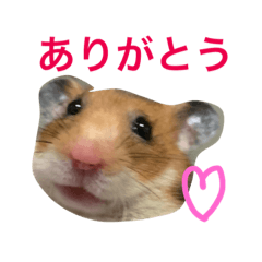 [LINEスタンプ] ゴールデンハムスターハニーの日常 