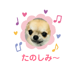 [LINEスタンプ] チワワのさらさちゃん