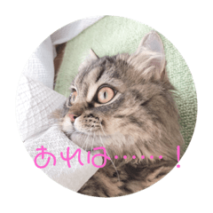 [LINEスタンプ] ペチュくんの日常