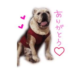 [LINEスタンプ] 愛犬ブルのガイ