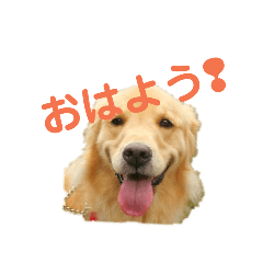 [LINEスタンプ] ゴールデンレトリバーのらいたん