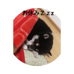 [LINEスタンプ] 河原家 黒柴*福*1