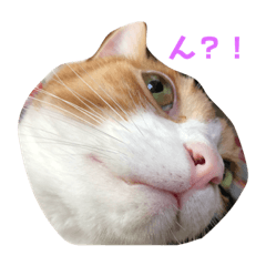 [LINEスタンプ] 我が家はねこまみれ