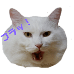[LINEスタンプ] フク猫stamp