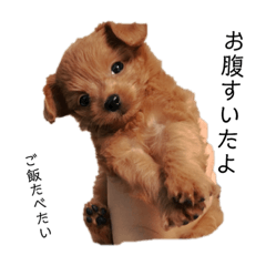 [LINEスタンプ] みかん王国 fetchpriority=high