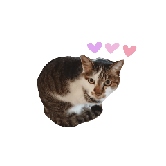 [LINEスタンプ] みやしたちびちゃん 