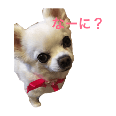 [LINEスタンプ] チワワのららちゃんの日常スタンプ 