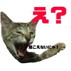 [LINEスタンプ] うちのニャンコ×5  No.2 