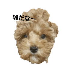 [LINEスタンプ] トイプードルのらいくん！ 