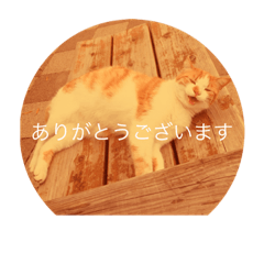 [LINEスタンプ] ねことく 