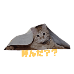 [LINEスタンプ] ロビンと虎太郎と虎珀 