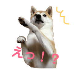 [LINEスタンプ] 柴犬ラフさん 
