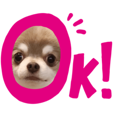 [LINEスタンプ] Chihuahua boys stamp1 
