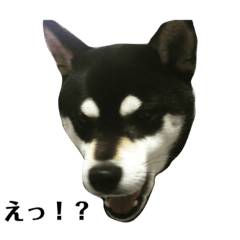 [LINEスタンプ] 黒柴モコの日常 