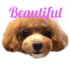 [LINEスタンプ] Mix犬の夢羽さん① 