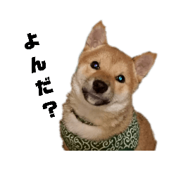 [LINEスタンプ] 風呂敷という名の俺様柴犬 