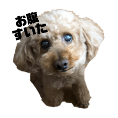 [LINEスタンプ] うちの愛犬 ViVi