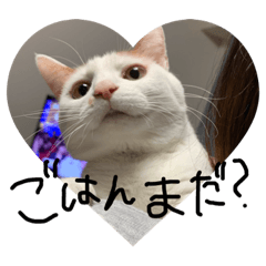 [LINEスタンプ] うちのねこのすたんぷ♡ 