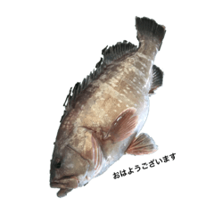 [LINEスタンプ] がっき〜のお魚スタンプ 