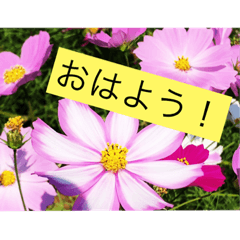 [LINEスタンプ] 花ばかりスタンプ 