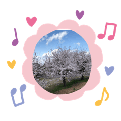 [LINEスタンプ] 境御嶽山公園の桜ソメイヨシノが満開