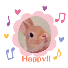 [LINEスタンプ] ほのぼの日常(ネザーランドドワーフver.) 