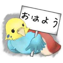 [LINEスタンプ] インコのきぃちゃん