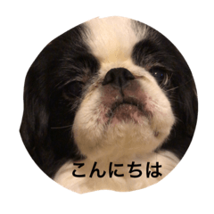 [LINEスタンプ] 幸せワンコ❣️狆 