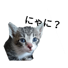 [LINEスタンプ] うちの可愛い猫ちゃん 